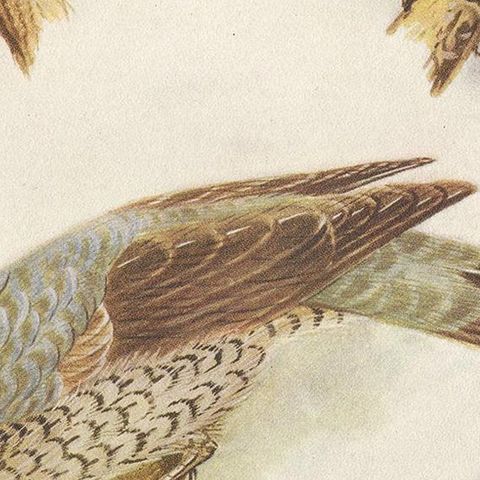 Antique Print of the Great Bower Bird and the Satin Bower Bird '1950', close-up 2