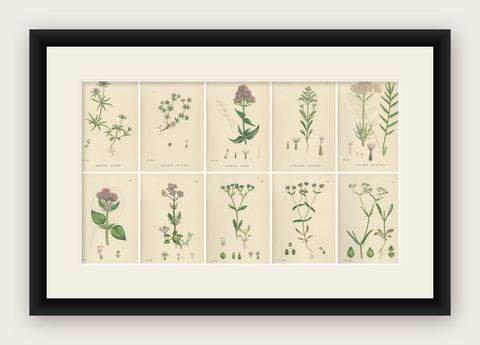 Set of 10 English Botanical Prints 1902, Valerian & Lamb’s-Lettuce, shown framed