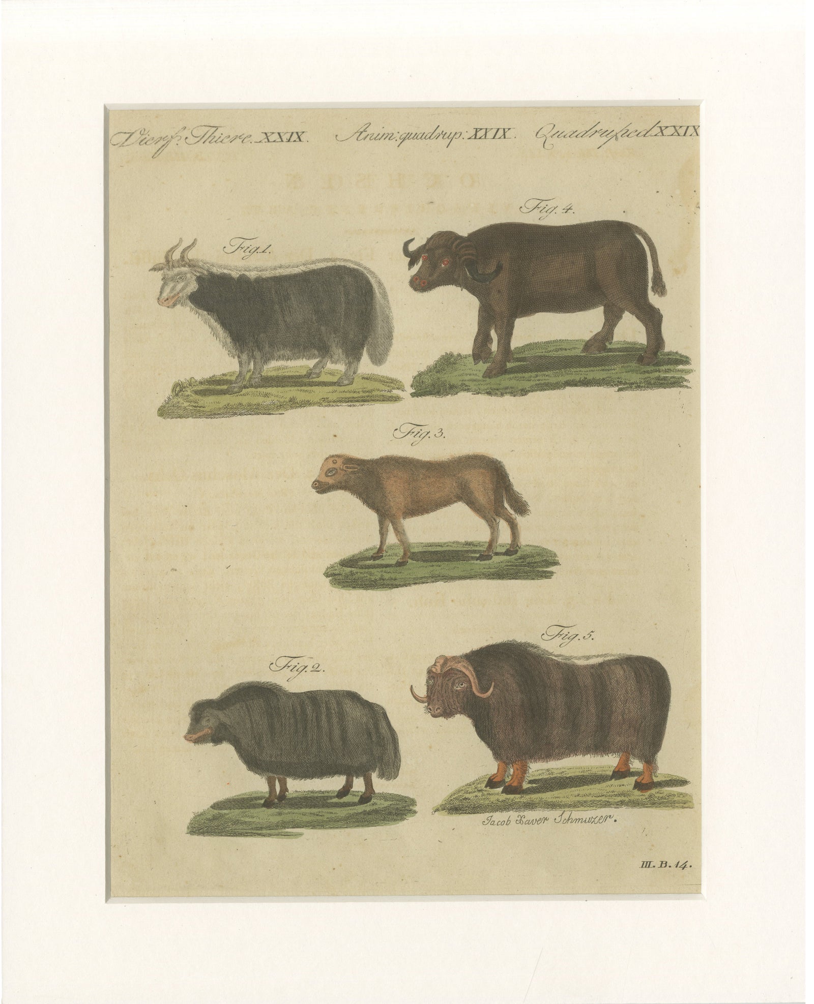 Antique Exotic Cattle, Yak & Buffalo Engraving, Bertuch, c. 1800