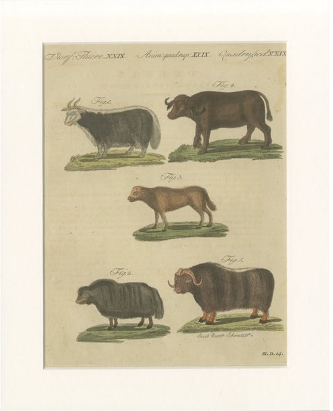 Antique Exotic Cattle, Yak & Buffalo Engraving, Bertuch, c. 1800