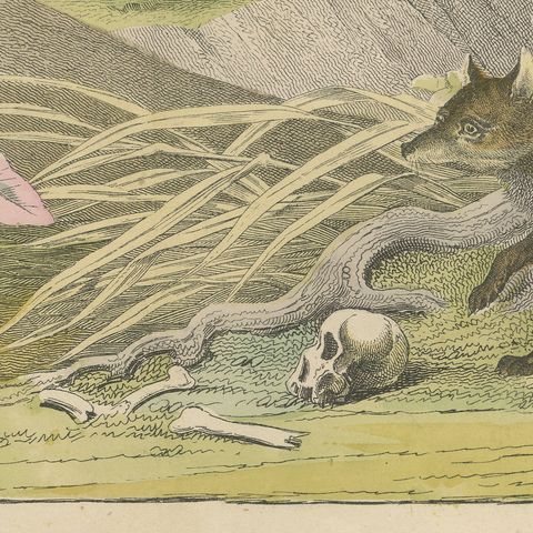 Antique Tiger and Puma Print with Wildcat and Martens, Kolb Mammals, circa 1890, close-up 1