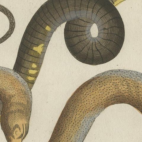 Antique Print of Various Snakes and Caecilian Species, 'c.1800', close-up 2