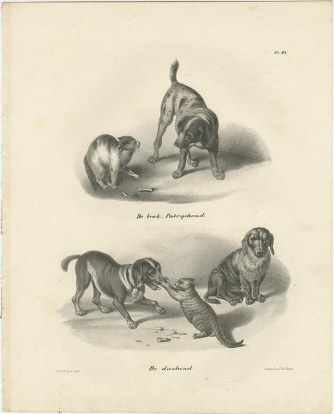 19th-Century Lithograph of Hunting Dogs and Dachshunds Interacting with Cats, view 2