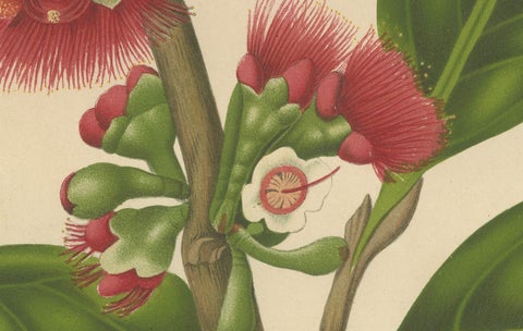 Antique Wax Apple Blossom Botanical Chromolithograph by Hoola van Nooten, c.1880, close-up 2