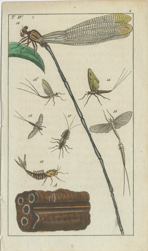 Small Natural History Prints: Insects and Life Cycles in Exquisite Detail, 1832, view 2