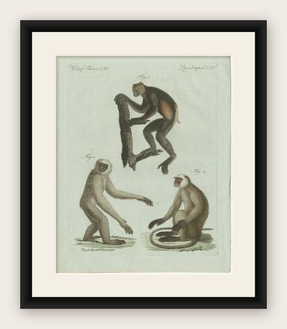 Original Antique Print of Three Monkeys by Bertuch, circa 1805, shown framed
