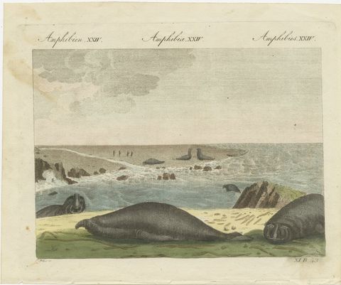 Elephant Seals on a Rocky Shore, Antique Bertuch Print, Vienna, circa 1809, view 2