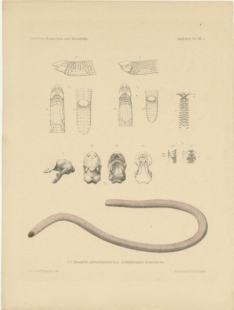 Set of 2 Antique Prints of the Anatomy of a Worm Lizard and Other Amphibians, view 2