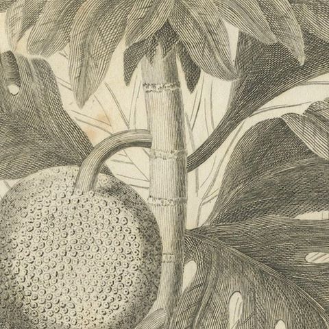 Antique Botanical Print of Breadfruit of Otaheite by Bryan Edwards, 1818, close-up 6