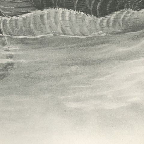 Brent Goose, Antique Bird Print after Lilian Medland, circa 1909, close-up 3