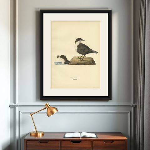 Antique Bird Print of The White-throated Dipper by Von Wright, 1927, shown framed on a wall
