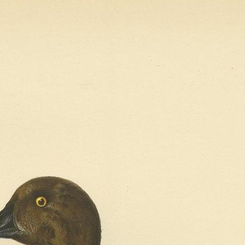 Antique Bird Print of a Male Common Goldeneye by Von Wright, 1929, close-up 1