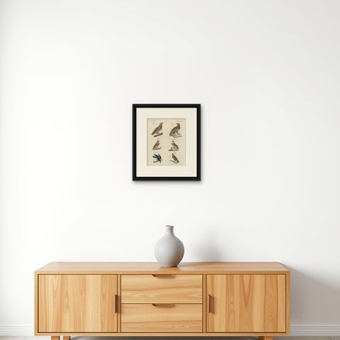 Six Hawks and Buzzards, Birds of Prey, Antique Bertuch Print, circa 1805, shown framed on a wall