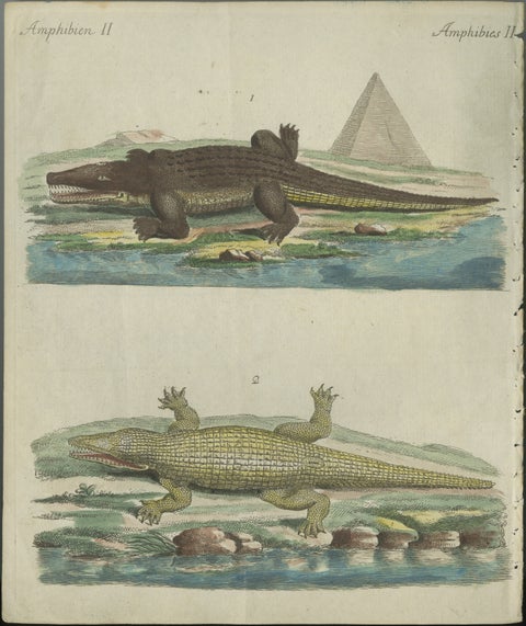 Antique Handcolored Engraving of Nile and Marsh Crocodiles, c.1800, view 2