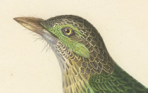 19th Century Ornithological Illustration of the Streaked Barbet (Barbu grivelé), close-up 1