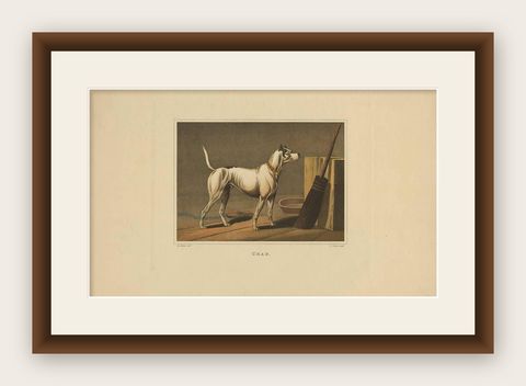 Antique Aquatint of a Dog named 'Crab' by J. Clark, circa 1820, shown framed