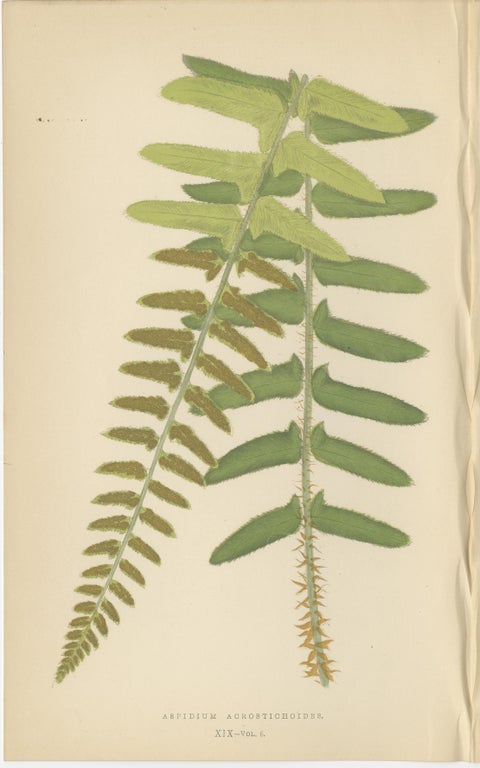 Antique Hand-Colored Fern Prints - Aspidium Acrostichoides, Cristatum, Rigidum, view 2