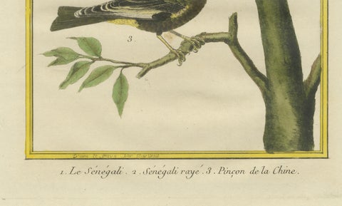 Exotic Birds of the World: A 1765-1780 Study by Martinet and Buffon, close-up 1