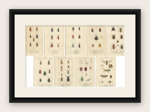 Set of 9 Antique Prints of Various Insects by Turpin, 1816, shown framed