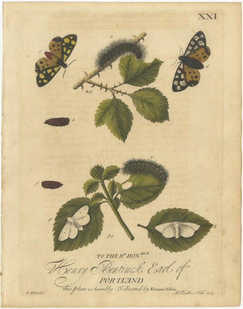 English Tiger & Footman Moths, Scarlet Tiger, Speckled Footman, Albin 1720, view 2