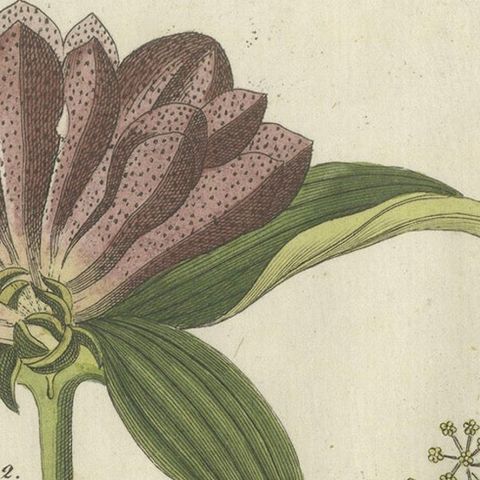 Galbanum and Hungarian Gentian: Rare Medicinal Plants Illustrated, 1805, close-up 4
