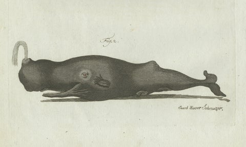 Original Antique Print of Two Sperm Whales by Bertuch, c. 1800, close-up 1