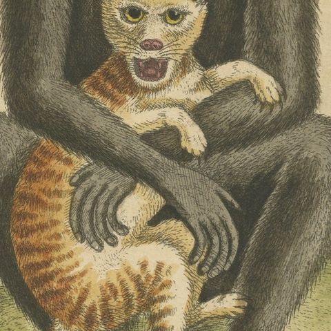 Antique Print of a middle-sized Black Monkey, close-up 2