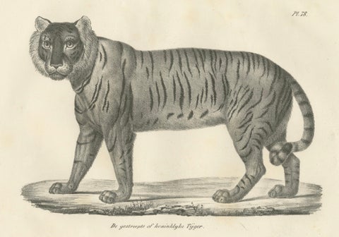 19th-Century Lithograph of the Majestic Striped or Royal Tiger, close-up 2