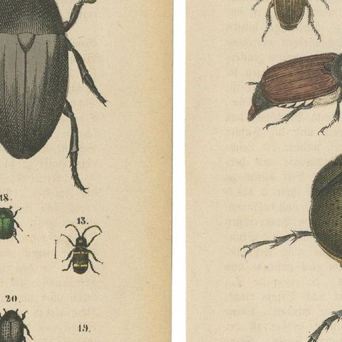Set of 2 Antique Prints of various Beetles including a Rhinoceros Beetle, 1890, close-up 6