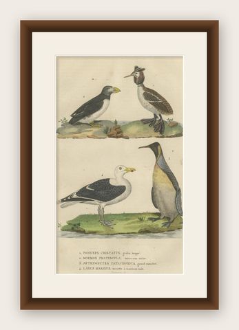 Original Print of Great Crested Grebe, Atlantic Puffin, King Penguin, Great Gull, shown framed