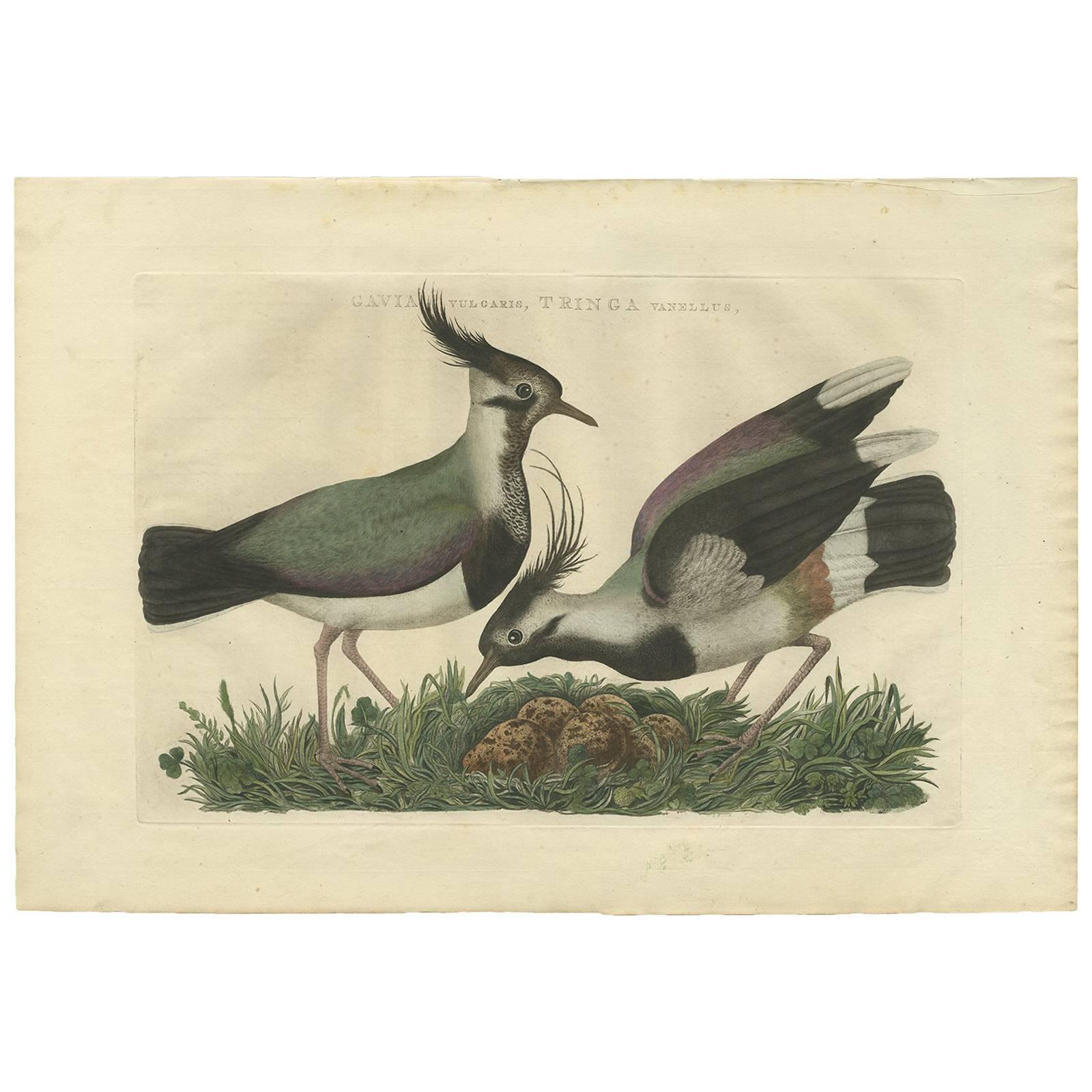 Northern Lapwing, Gavia vulgaris, Tringa vanellus, Nozeman & Sepp, 1770–1829