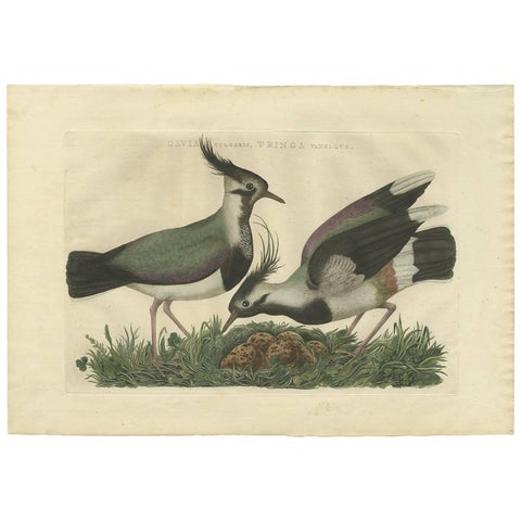 Northern Lapwing, Gavia vulgaris, Tringa vanellus, Nozeman & Sepp, 1770–1829