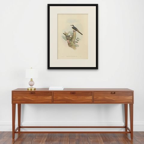 Antique Bird Print of the Swinhoe's Minivet by Gould, circa 1850, shown framed on a wall