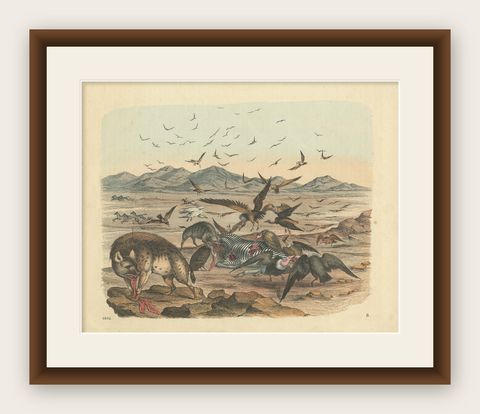 Antique Print of a Zebra Hunt with Hyena species and many Vultures, 'c.1860', shown framed