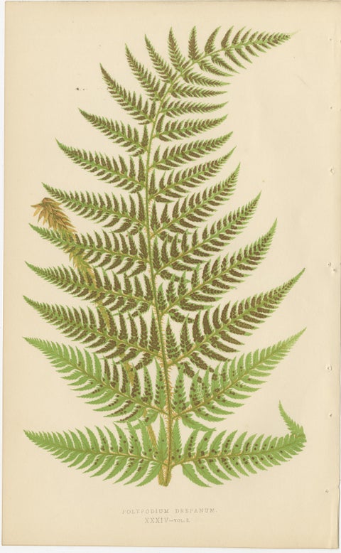 Set of 10 Original Antique Fern Lithographs by Edward J. Lowe, 1856, view 7