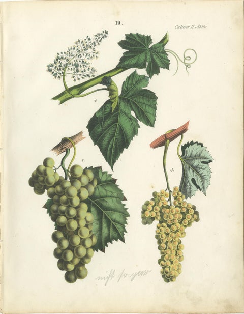 Antique Grape Botanical Chromolithographs, Wine & Table Grapes, Set of Six, 1854, view 2