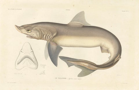 Antique Shark Illustration, Tope Shark from Iceland-Greenland Voyage, 1845, close-up 4