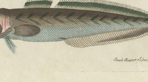 Ling, Burbot, Pollack and Toadfish, Antique Bertuch Print, circa 1805, close-up 2