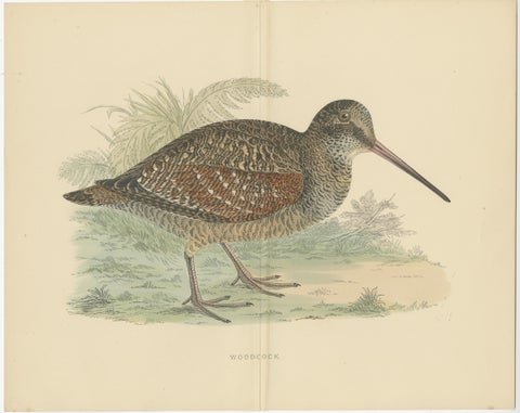 Set of 2 Antique Prints of a Woodcock and Great Snipe, 'with Centre Fold', view 2