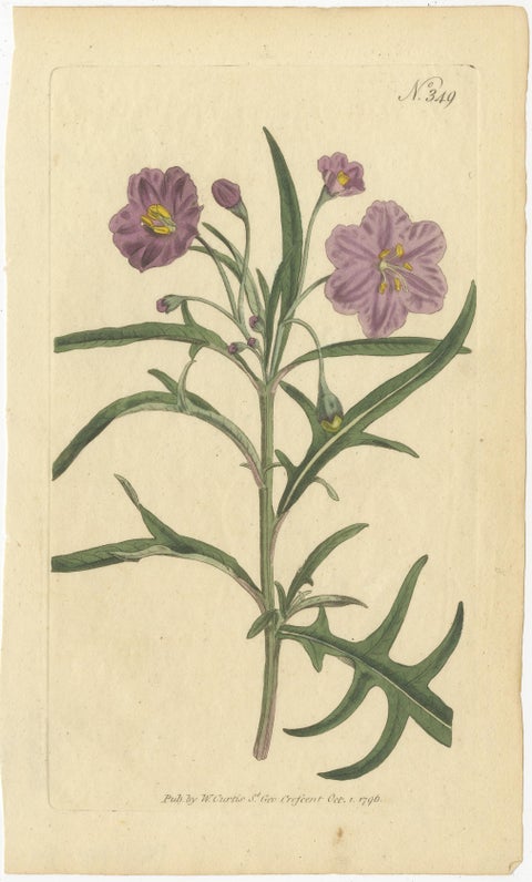 Old Purple Jacob's Ladder, Golden Monkeyflower and Red Kangaroo Paw Prints, 1797, view 2