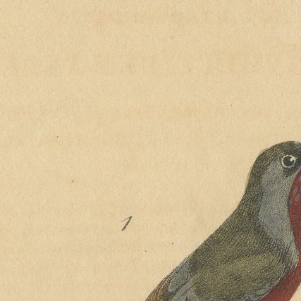 Antique Bird Print of Warblers or Perching Birds, 'c.1830', close-up 1