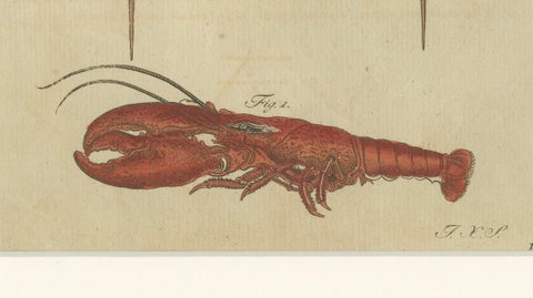 Antique Lobster, Crab & Horseshoe Crab Engraving, Bertuch, 1792, close-up 2