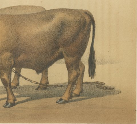 Cholet Oxen, French Cattle Breed, Antique Chromolithograph by Borie, 1863, close-up 3