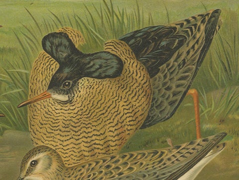 Antique Bird Print of Ruffs and Reeves in Breeding Plumage, 19th Century, close-up 2