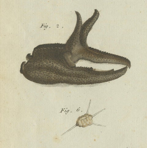 Fascinating Crustaceans and Marine Anatomy: Hand-Colored 19th-Century Engraving, close-up 3