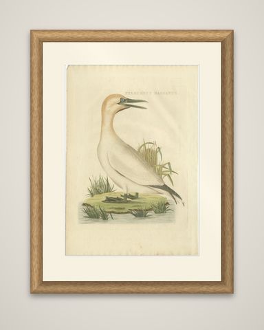 Antique Bird Print of The Northern Gannet by Sepp & Nozeman, 1829, shown framed