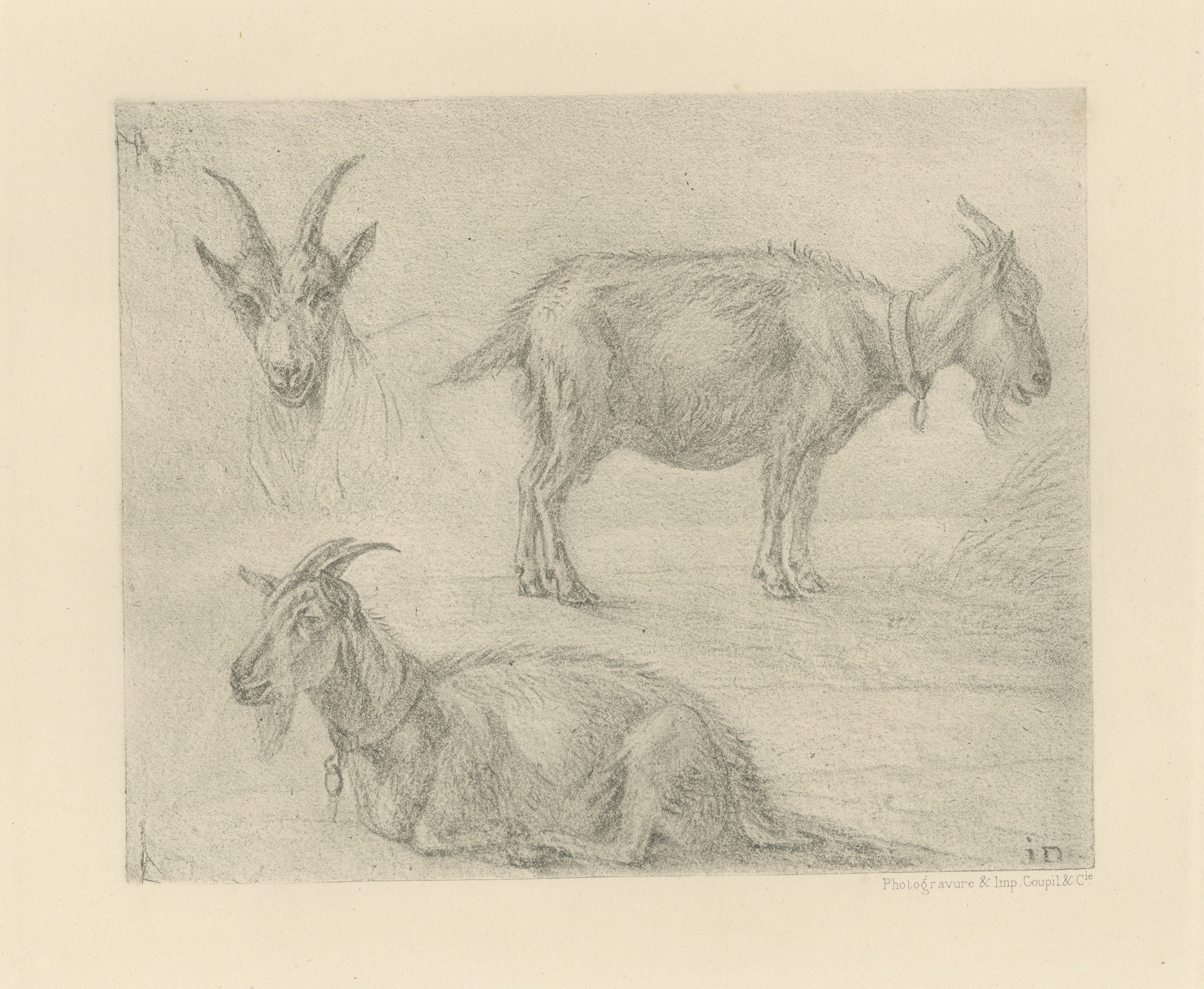 Study of Three Goats, Antique Goupil Photogravure after a Drawing, circa 1880