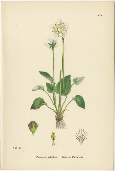 Hand-Colored Botanical Engravings of Golden Saxifrage & Grass-of-Parnassus, 1902, view 4