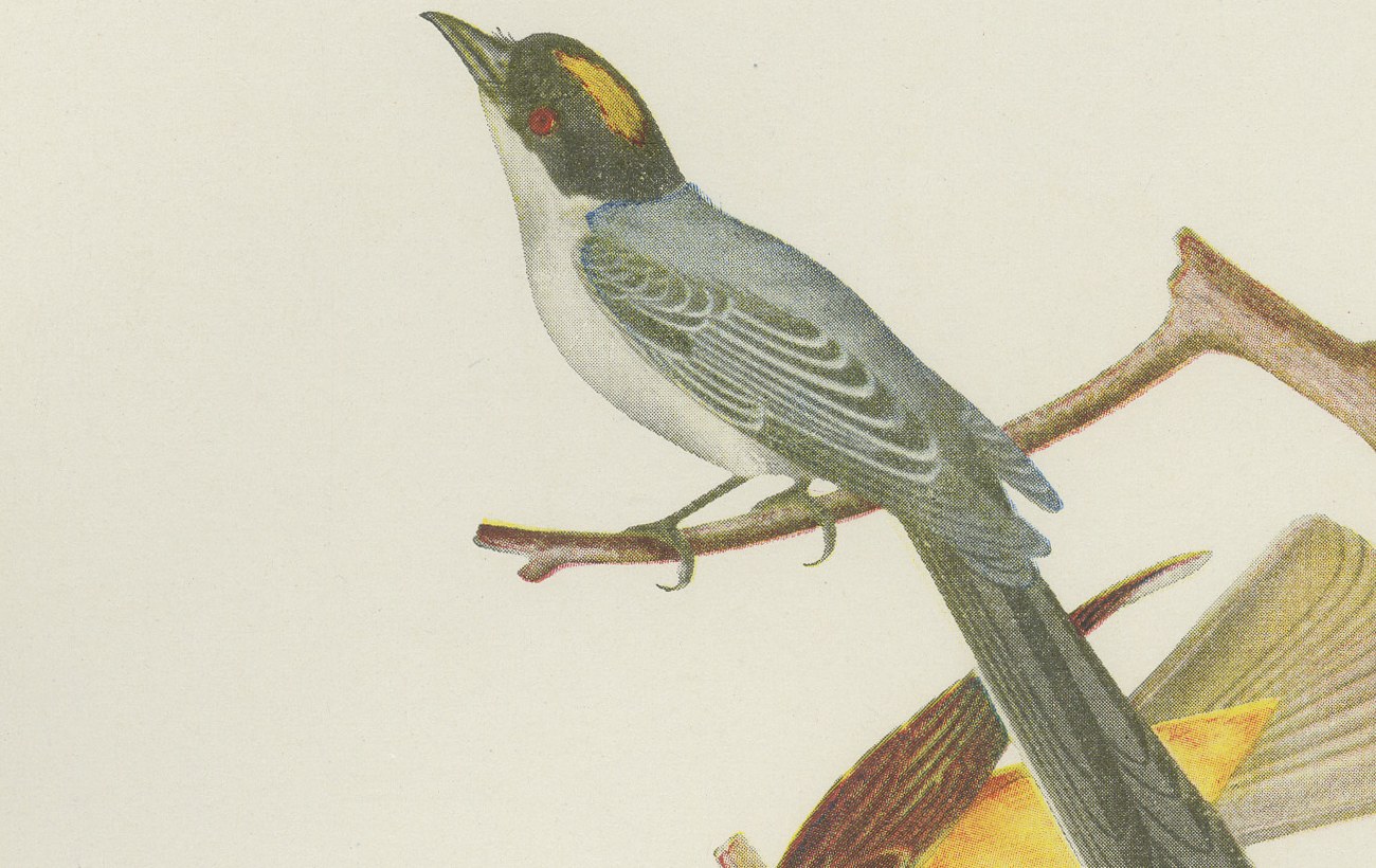 Motmots and Puffbirds, Brazilian Bird Print, Descourtilz, 1944, view 3