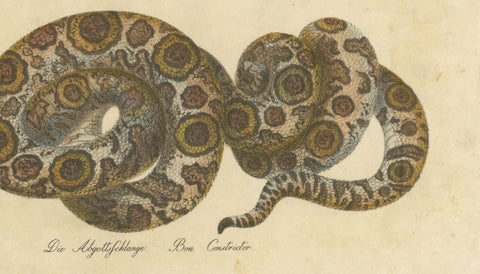 Antique Hand-Colored Boa Constrictor Snake Lithograph by Brodtmann, 1816, close-up 4